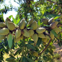 Мигдаль солодкий Крупноплідний купить