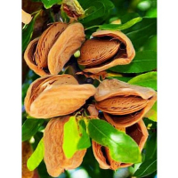 Мигдаль солодкий Рідкість купить