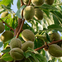 Мигдаль солодкий Ріхтер купить