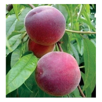 Персик Річ Леді купить