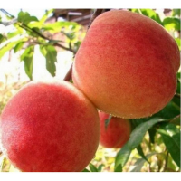 Персик Вулкан Т-1 купить