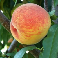 Персик Віргіл Т-4 купить