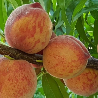 Персик Кондор купить