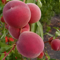 Персик Сенхейвен купить