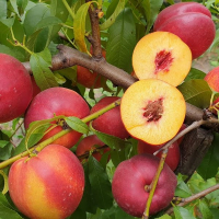 Нектарин Харко купить