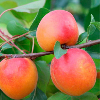 Абрикос Оранж Ред купить