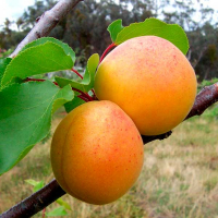 Абрикос Ананасний купить