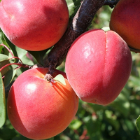 Абрикос ЛЕ 32/76 купить