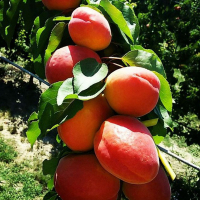 Абрикос Пінкот купить