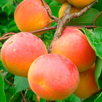 Абрикос Киото купить