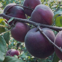 Абрикос Чорний оксамит купить