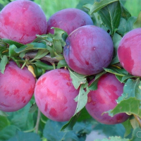 Слива Оцарк Прем'ер купить