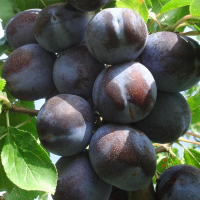 Слива Стенлей купить