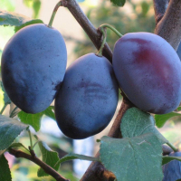 Слива Чачакская Наилучшая купить