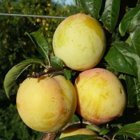 Слива Мун Глоуб купить