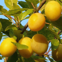 Слива жовта Золота крапля купить