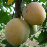 Слива Ренклод купить