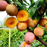 Слива диплоїдна-гібрид Байрон Голд купить