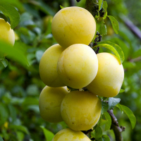 Слива диплоидная-гибрид Голден Плумза купить