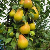 Груша колоноподібна Осіння купить