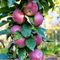 Яблуня колоноподібна Титанія купить