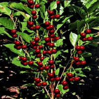 Вишня колоноподібна Малютка купить