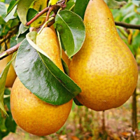 Груша Бере Боск купить