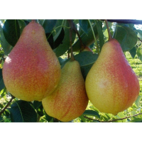 Груша Любимица Клаппа купить