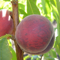 Персик Харбингер купить