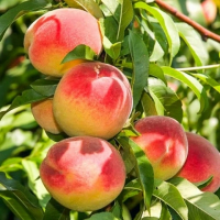 Персик колоноподібний Ювілейний купить