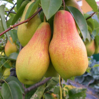 Груша Талгарська Красуня купить