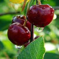 Черешня Казка купить
