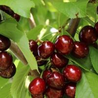 Черешня Ізюмна купить