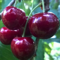Черешня Тамара купить