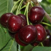 Черешня Знахідка купить