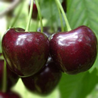 Черешня Канада Гігант купить