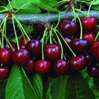 Черешня Дружба купить