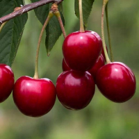 Вишня Рубін купить