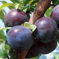 Слива диплоїдна Дофі Сандра купить