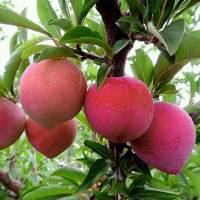 Слива диплоїдна Формоза купить