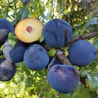 Слива диплоїдна Анжеліно купить