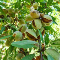 Мигдаль Метеор купить