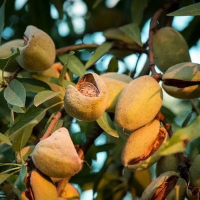 Мигдаль солодкий Первінець Храмова купить