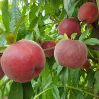 Персик Шугар Тайм купить