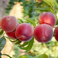 Персик Спрінг Леді купить