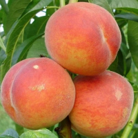 Персик Харроу Даймонд купить