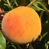 Персик Вайн Голд Т-3 купить