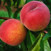 Персик Инка купить