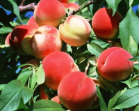 Персик Флемінг Ф'юрі купить