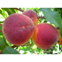 Персик Хрест Хейвен купить